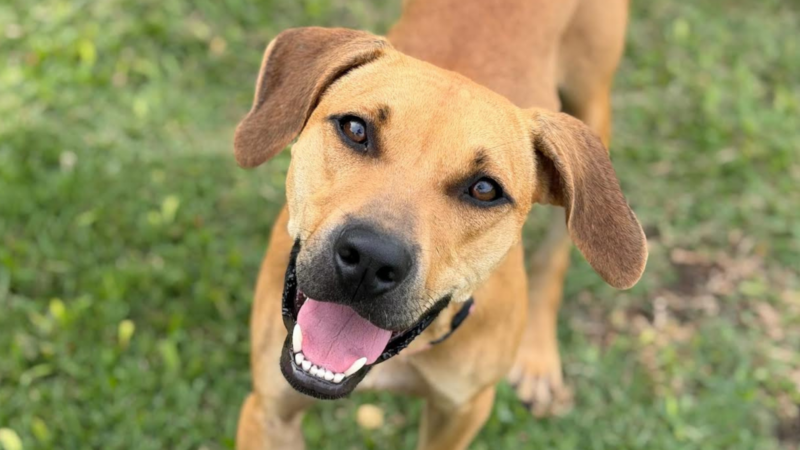 Pet of the Week: Caramel